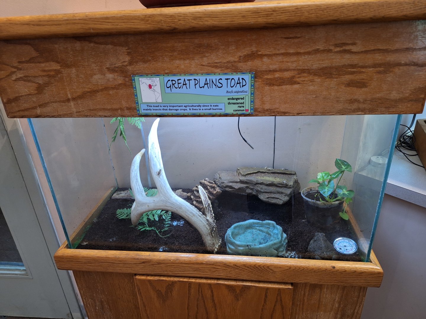 Great Plains Toad Terrarium