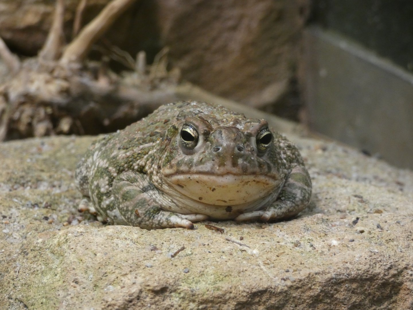 Great Plains Toad