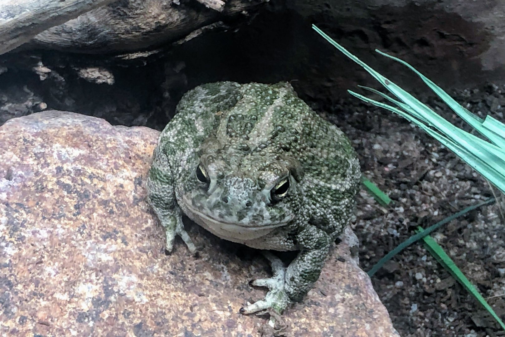 Great Plains Toad