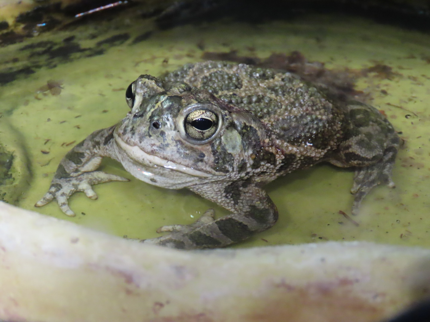Great Plains Toad