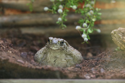 great plains toad