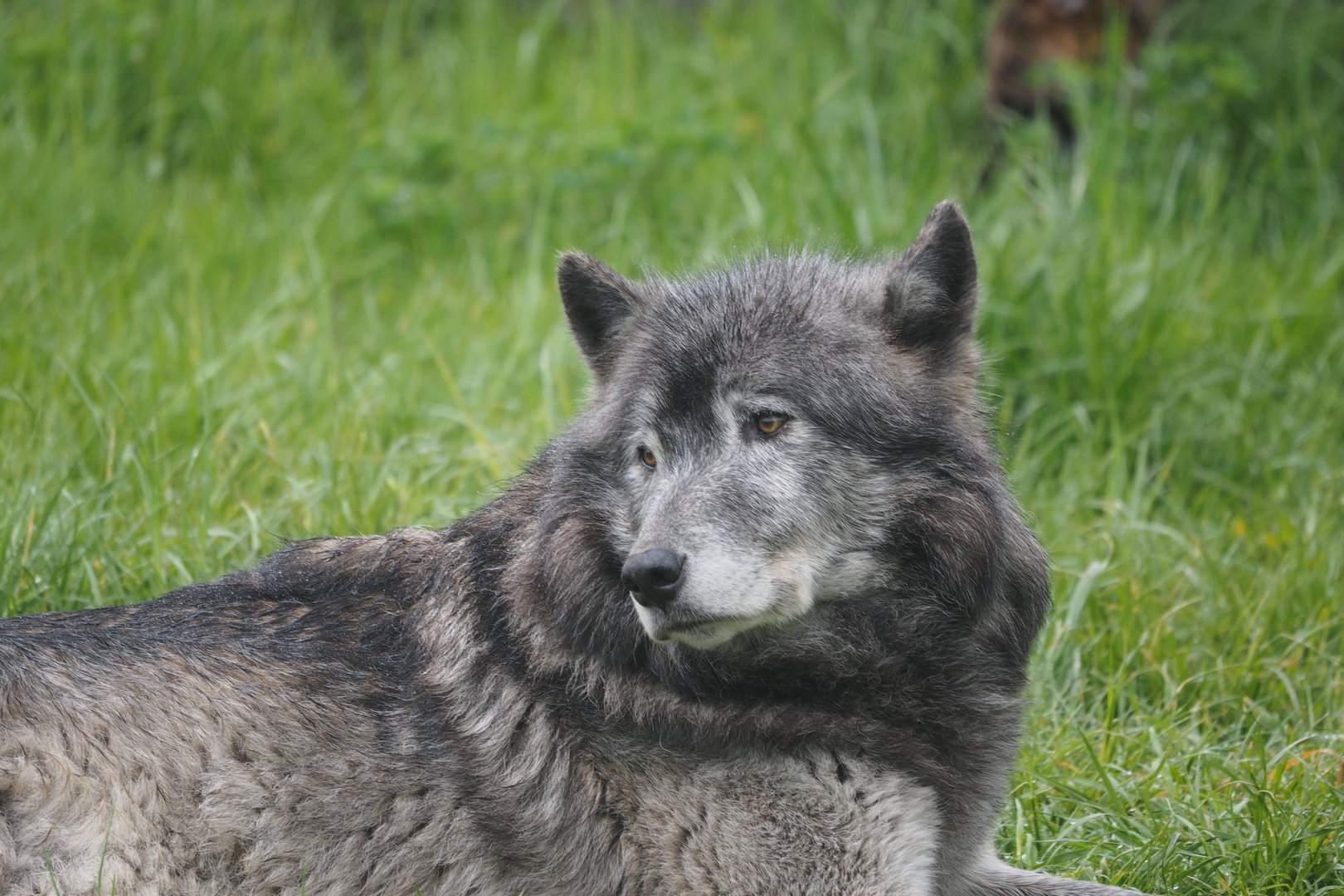 Great Plains Wolf "Kaska" 2