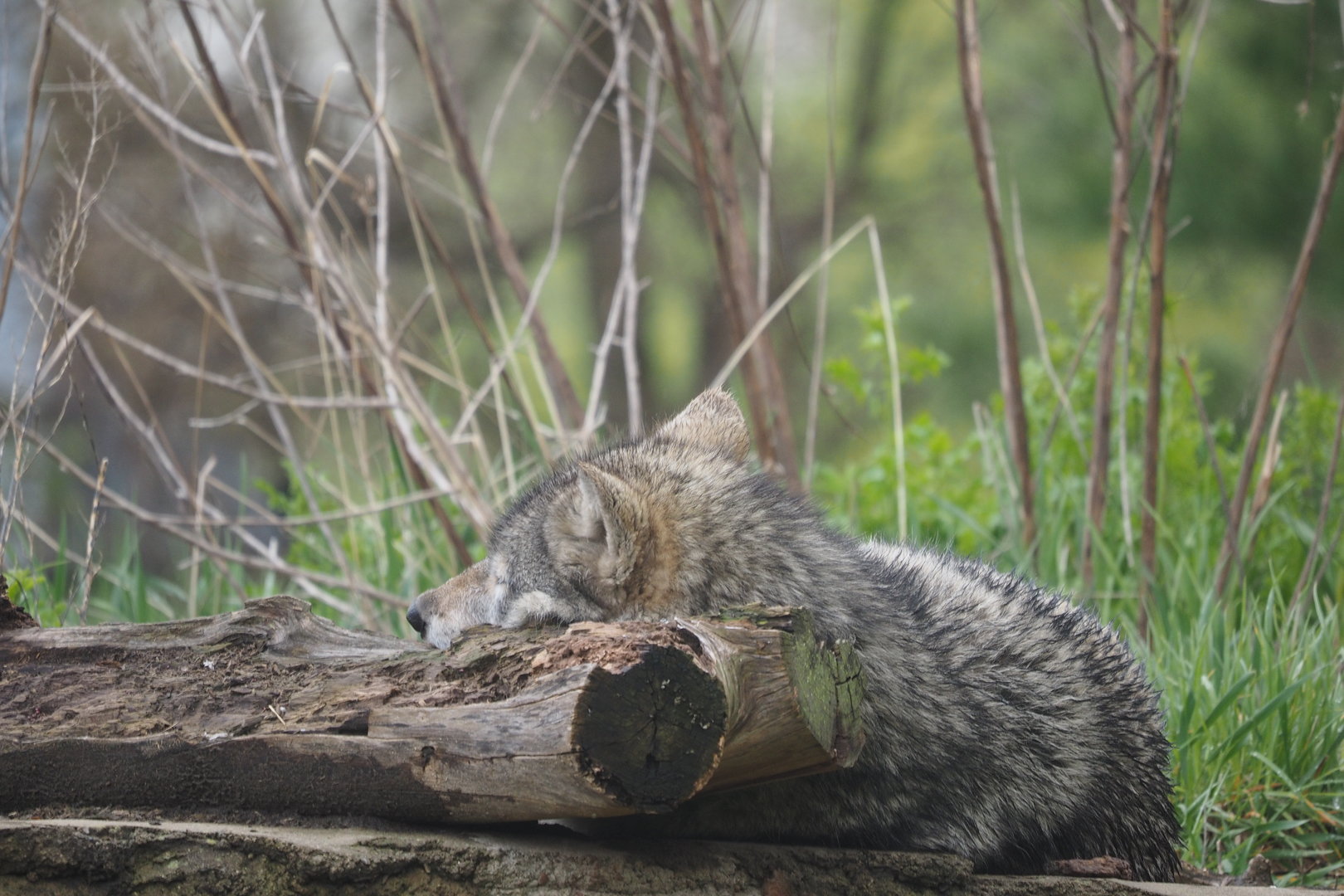 Great Plains Wolf "Renner"