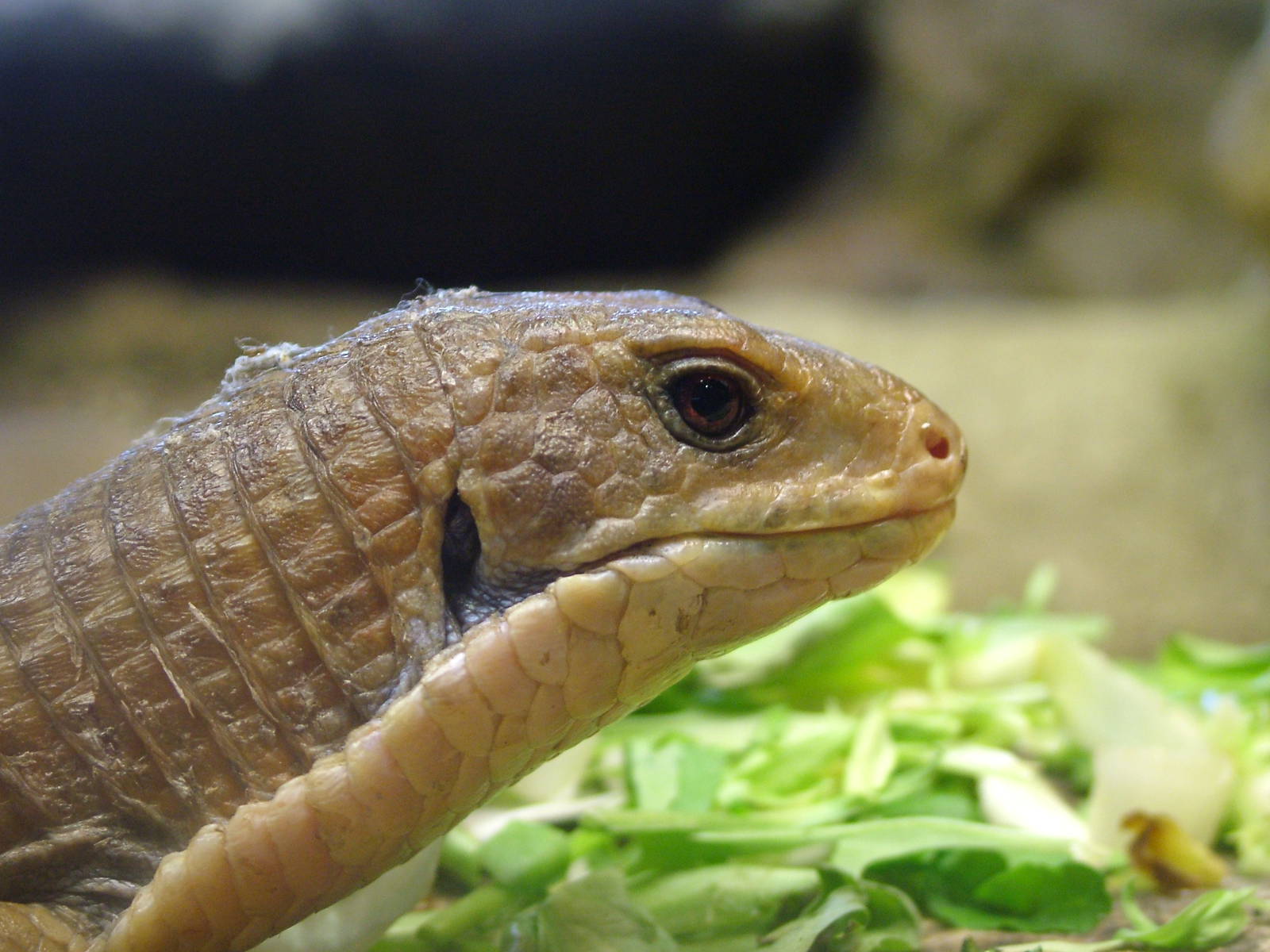 Great Plated Lizard at Whipsnade 08/05/11