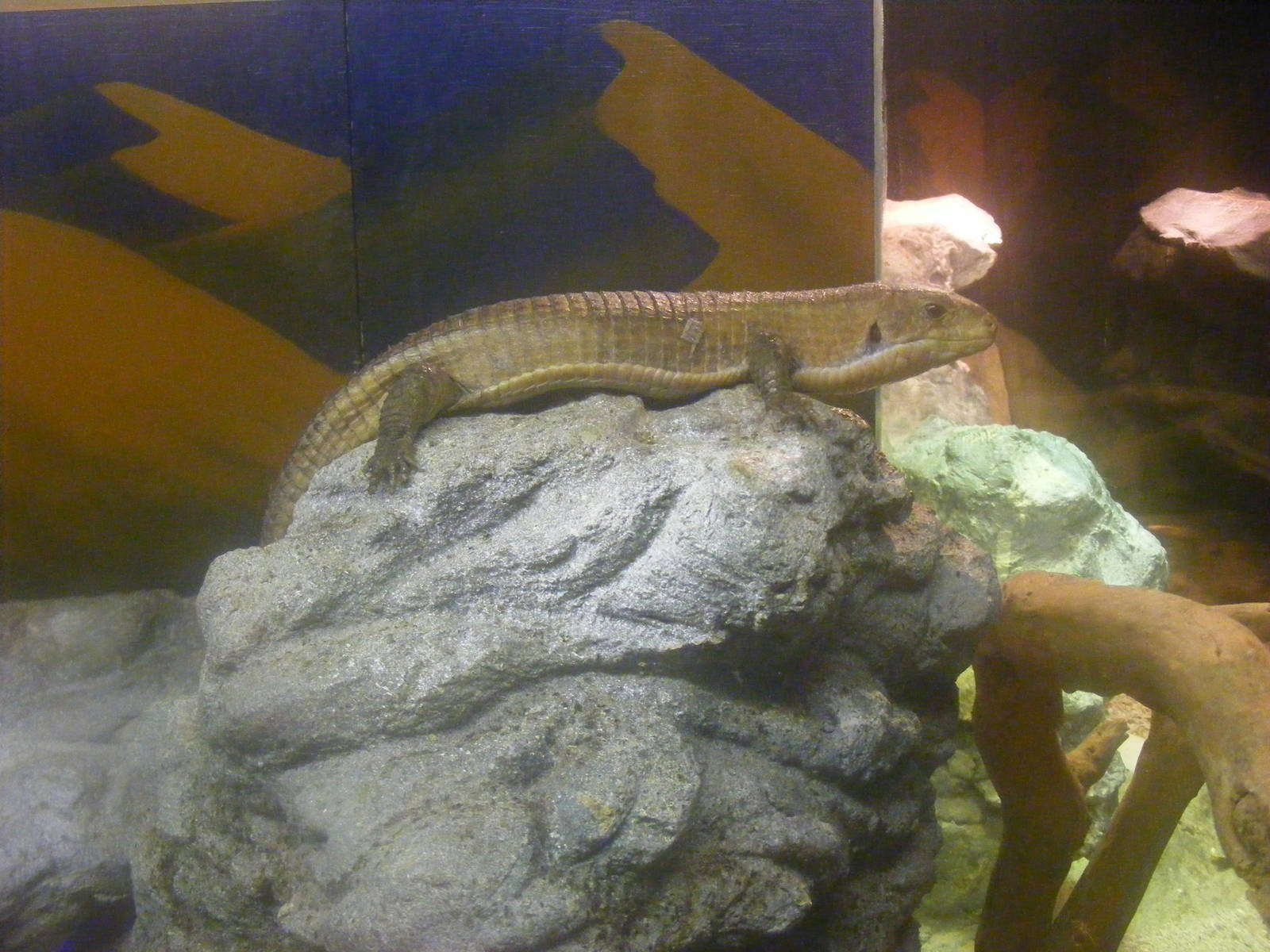 Great plated lizard at Whipsnade Zoo, 11 November 2010