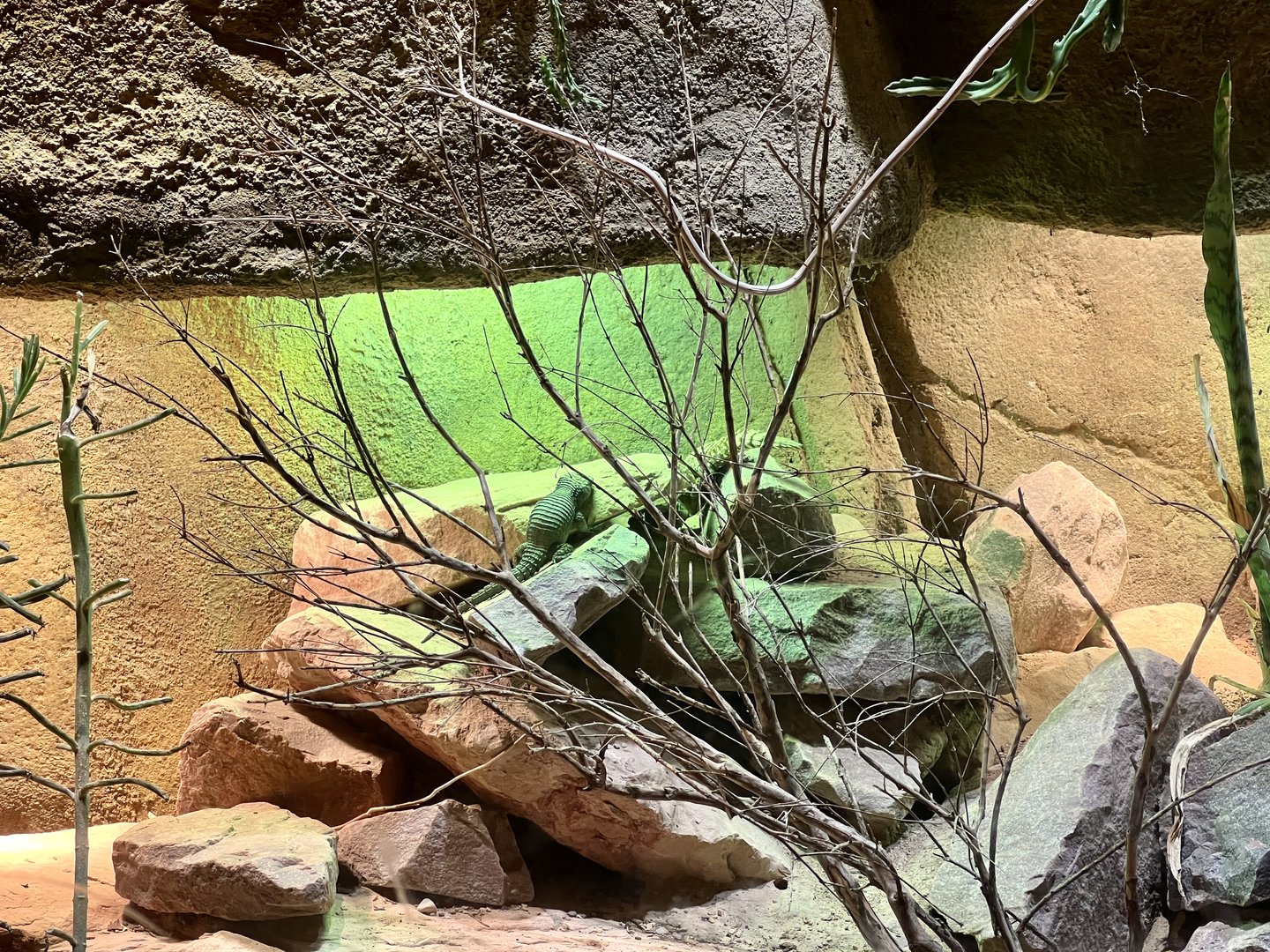 Great Plated Lizard Exhibit