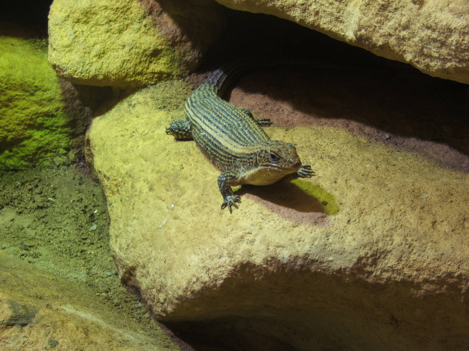 Great Plated Lizard (Gerrhosaurus major)