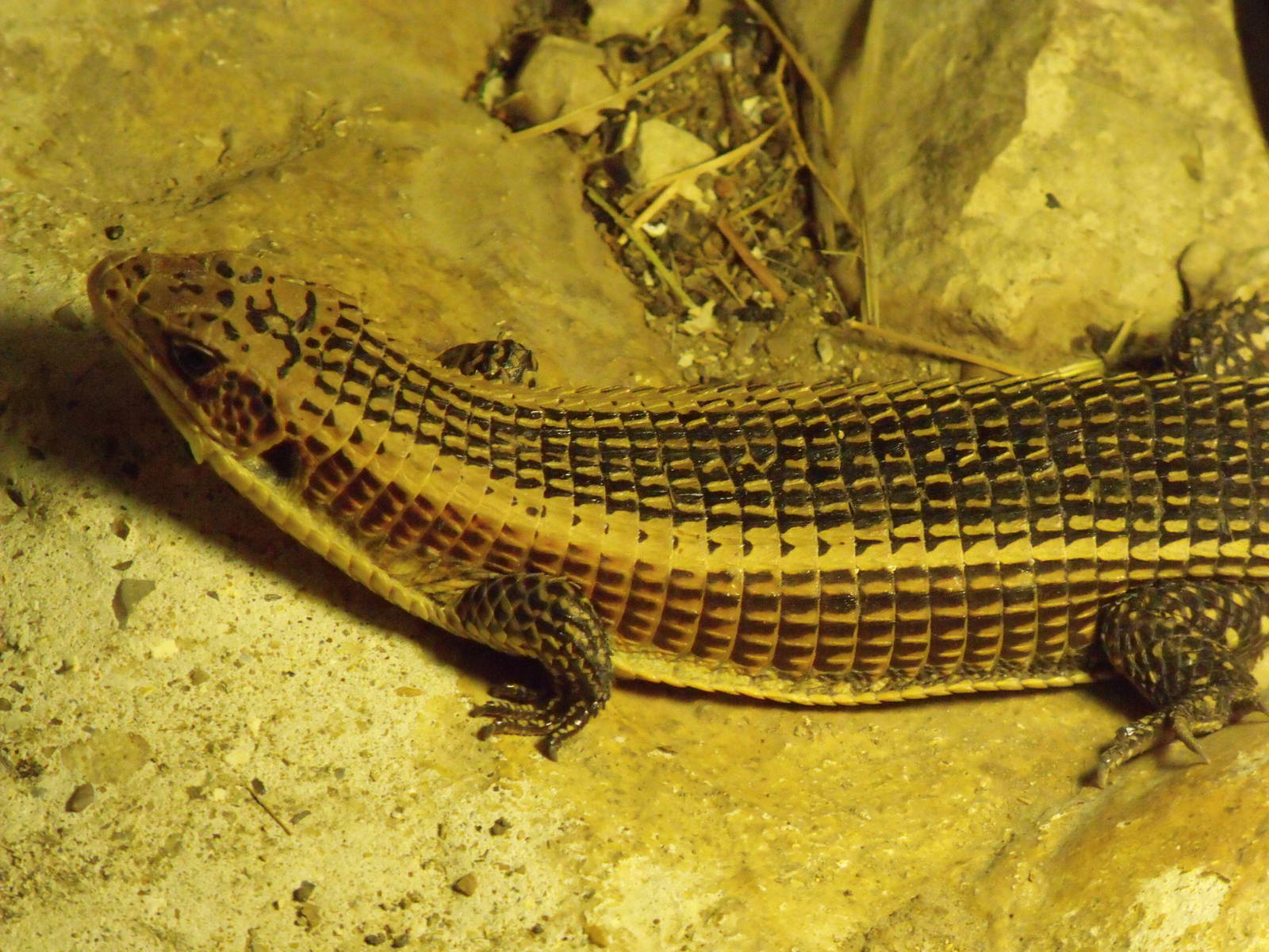 Great Plated Lizard