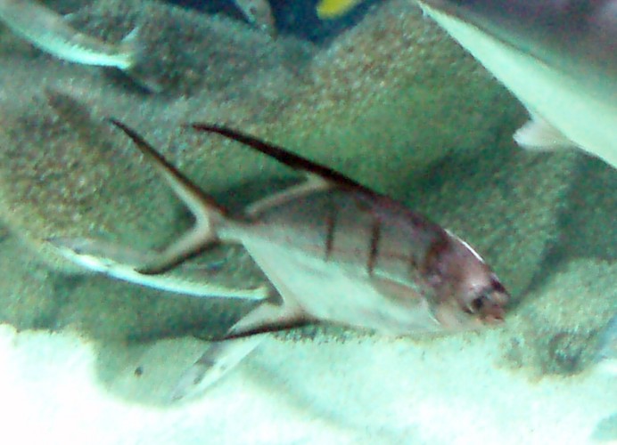 Great Pompano (Trachinotus goodei)