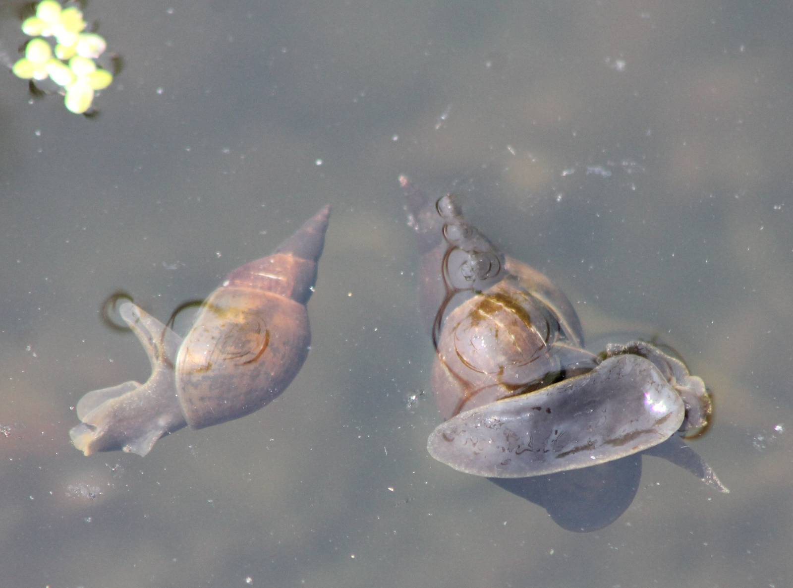 Great pond snails