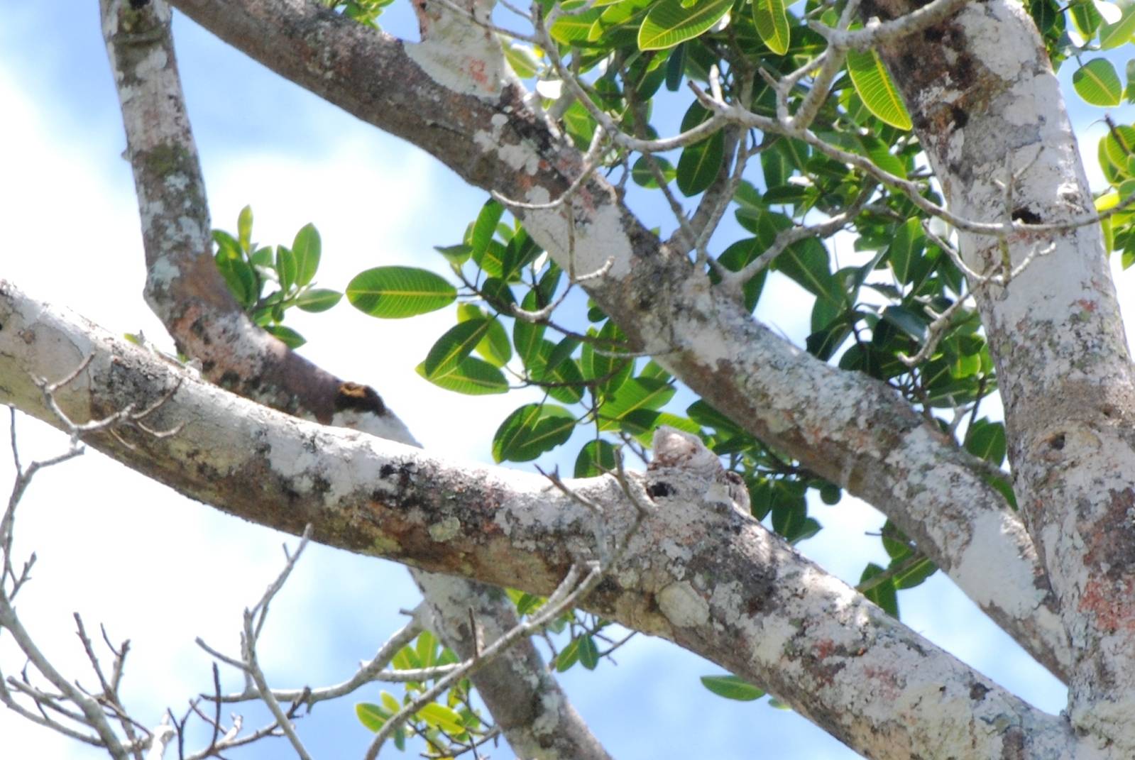 Great Potoo in Ca?o Negro, 17/04/14