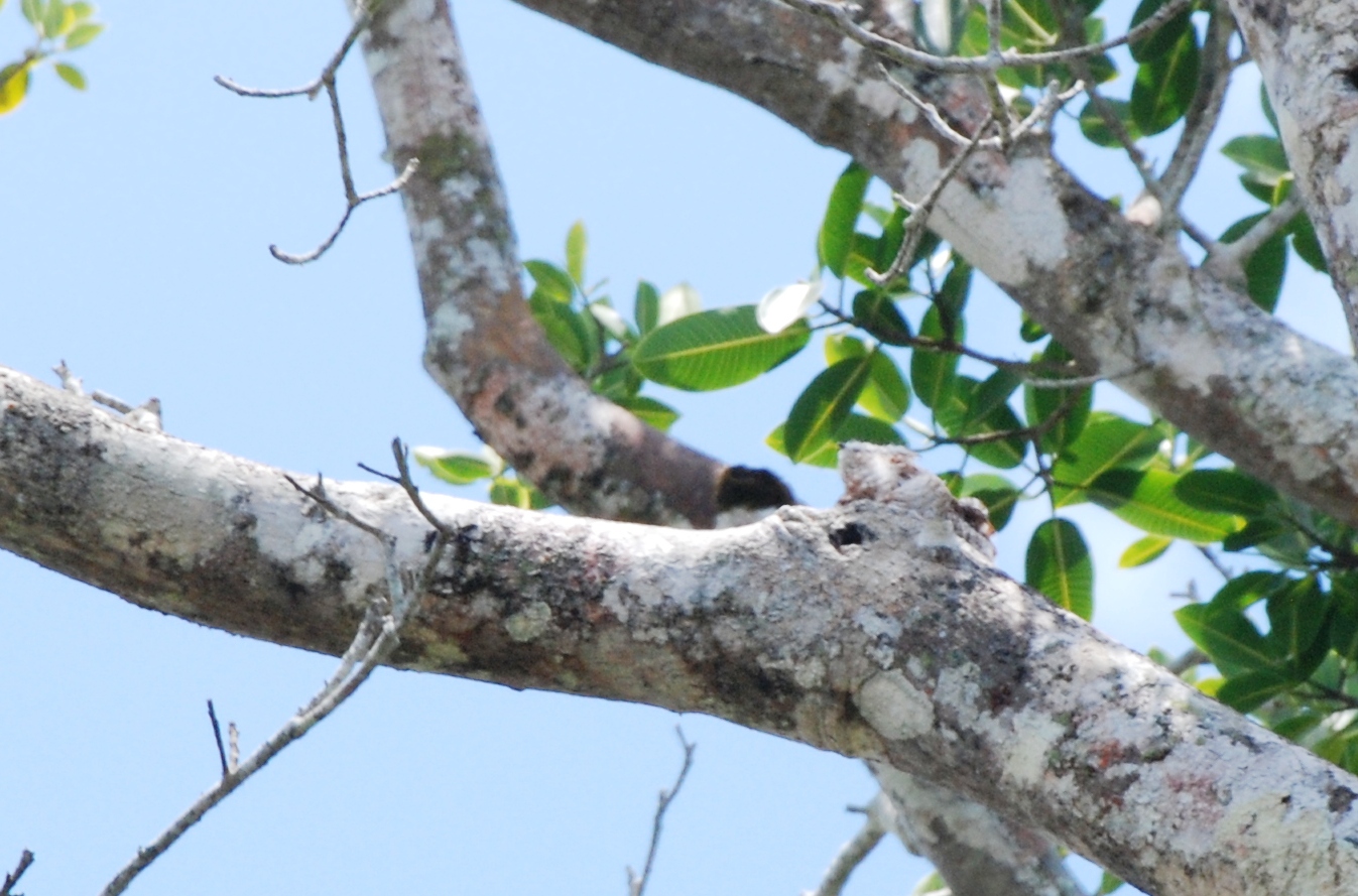 Great Potoo in Ca?o Negro, 17/04/14