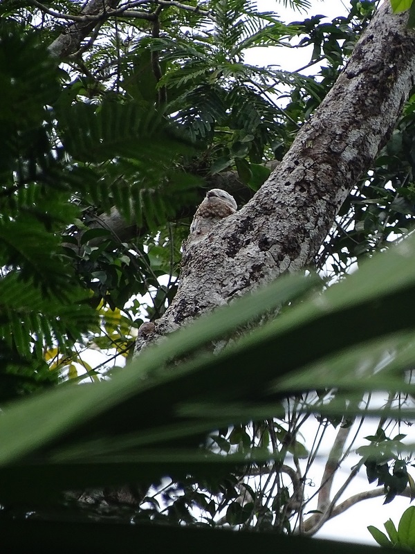 Great potoo
