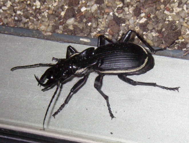 Great Predator Ground Beetle (Anthia cinctipennis)