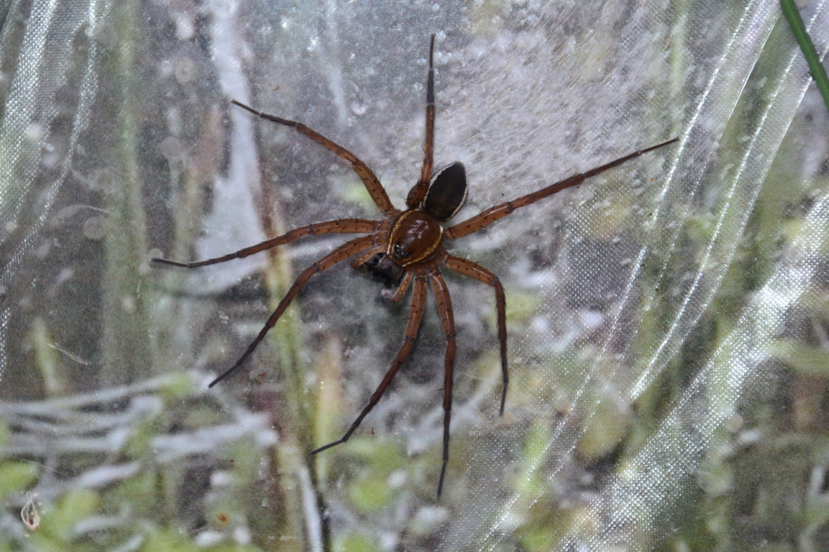 Great raft spider (Dolomedes plantarius)
