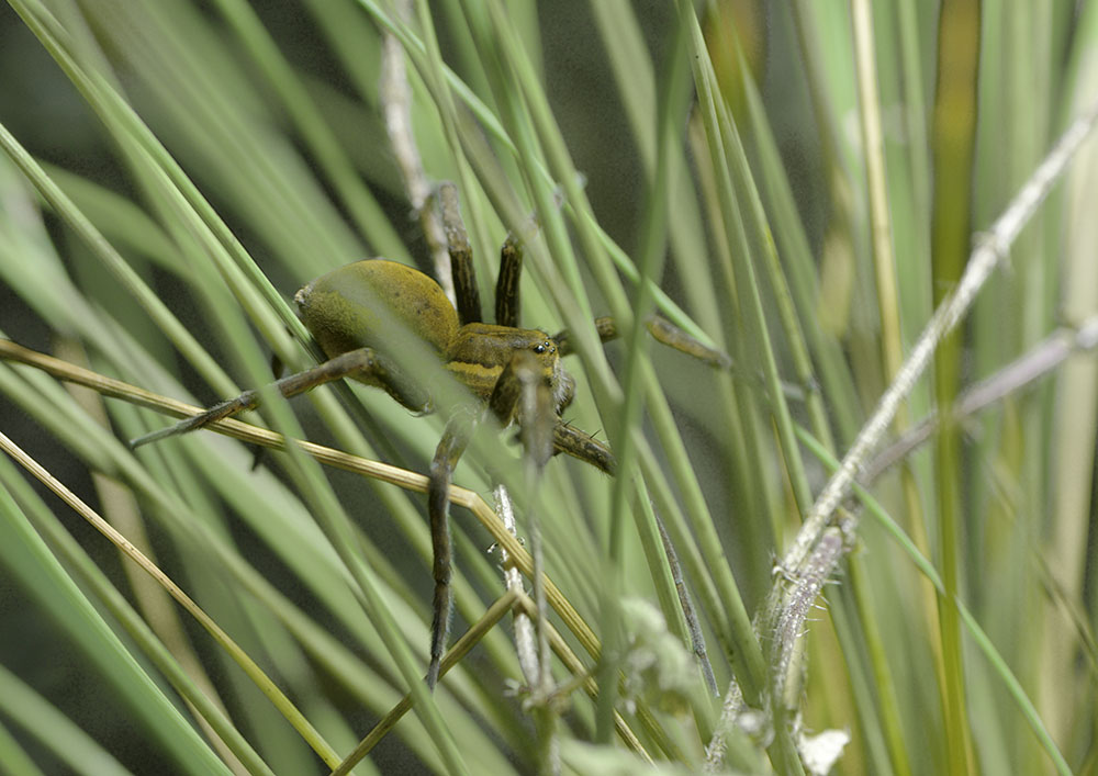 Great raft spider