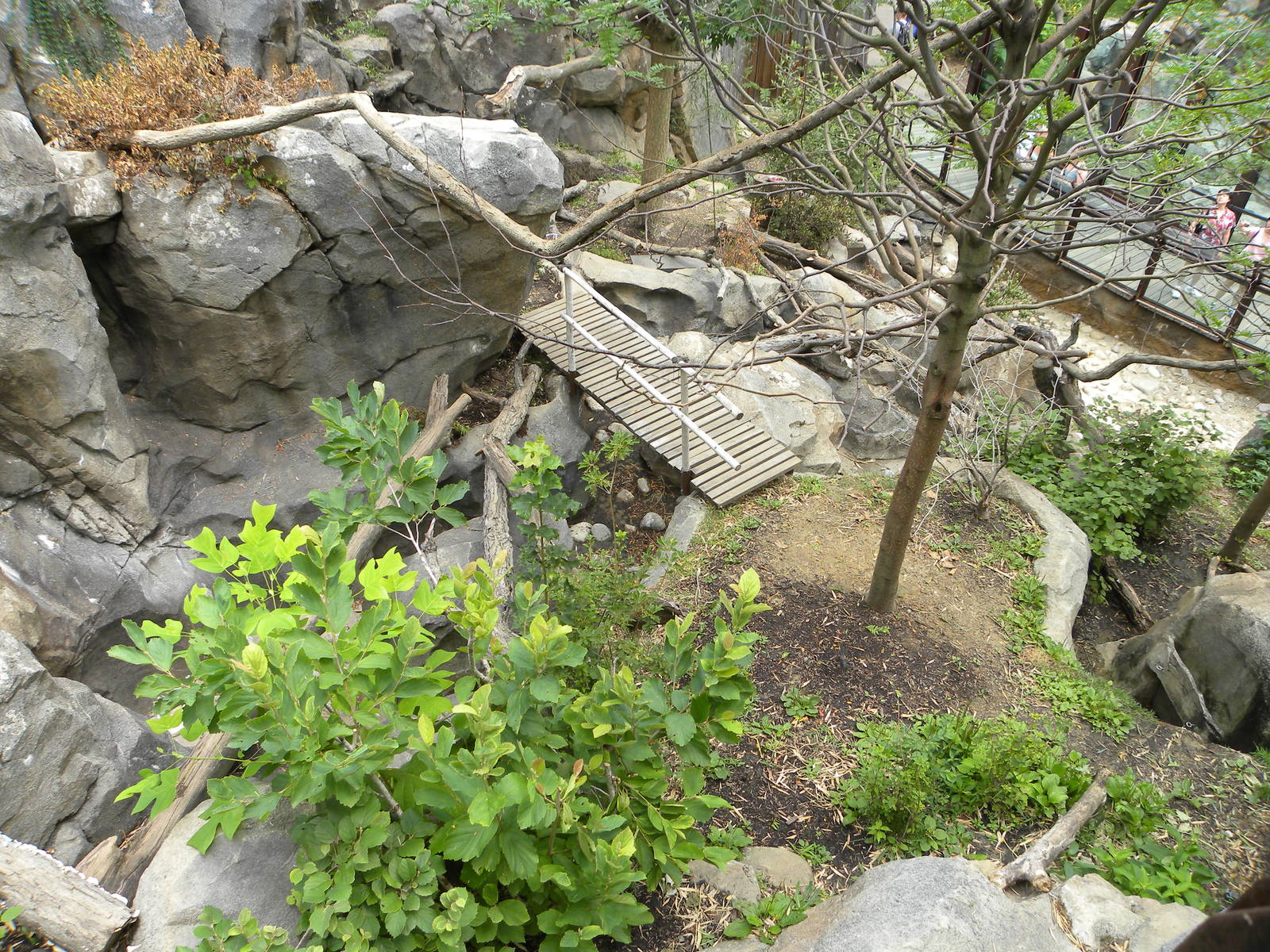 great red panda exhibit