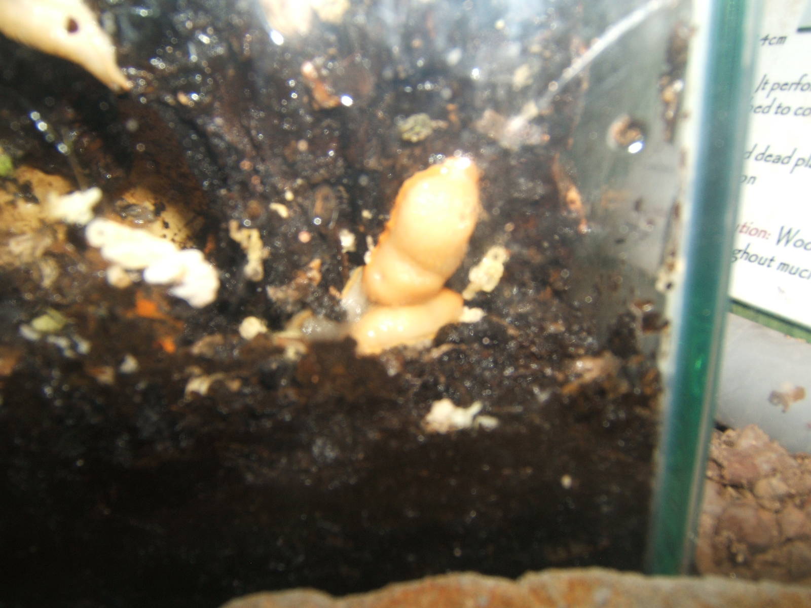 Great Red Slug (Arion rufus)