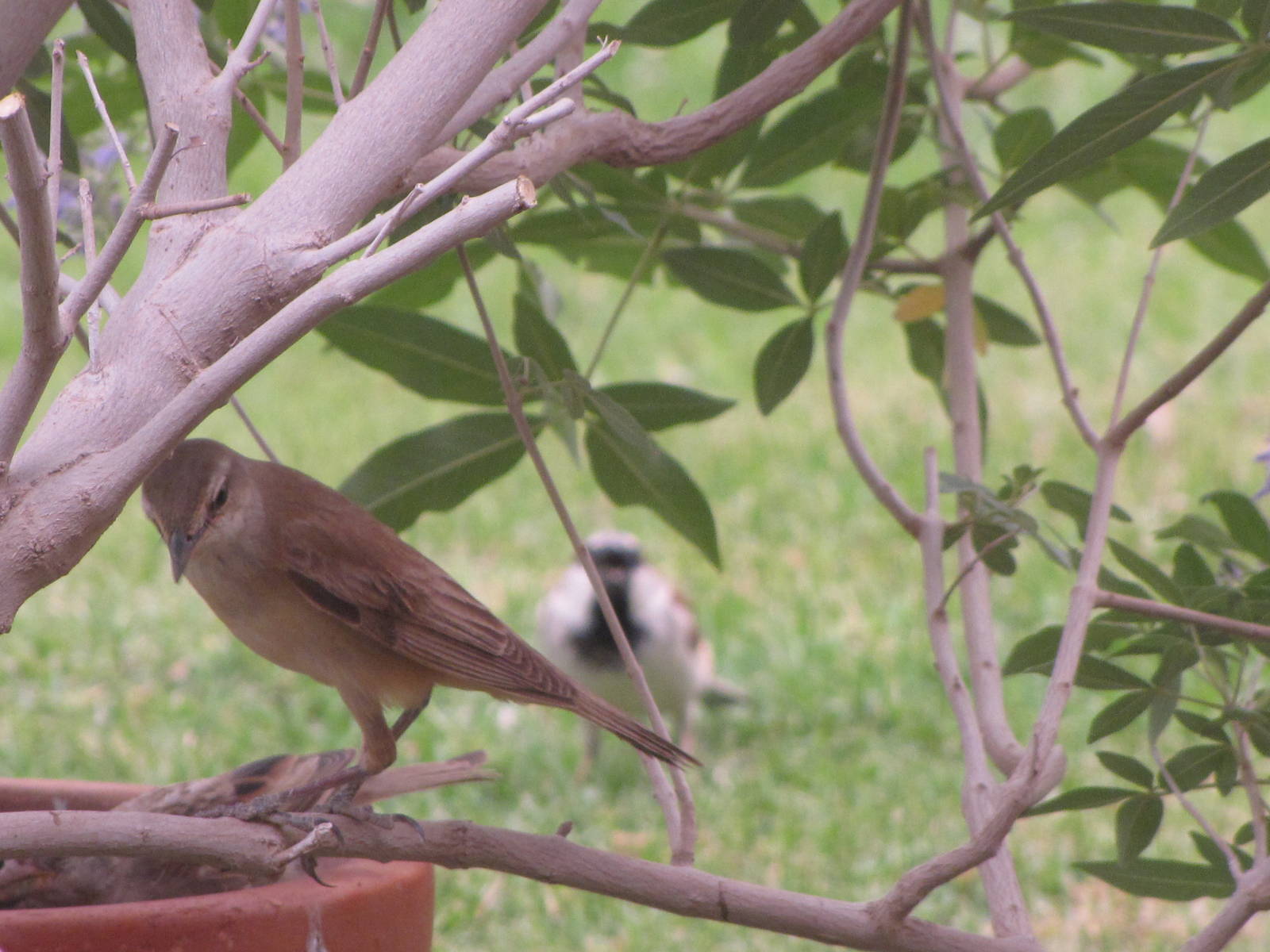 great reed warbler