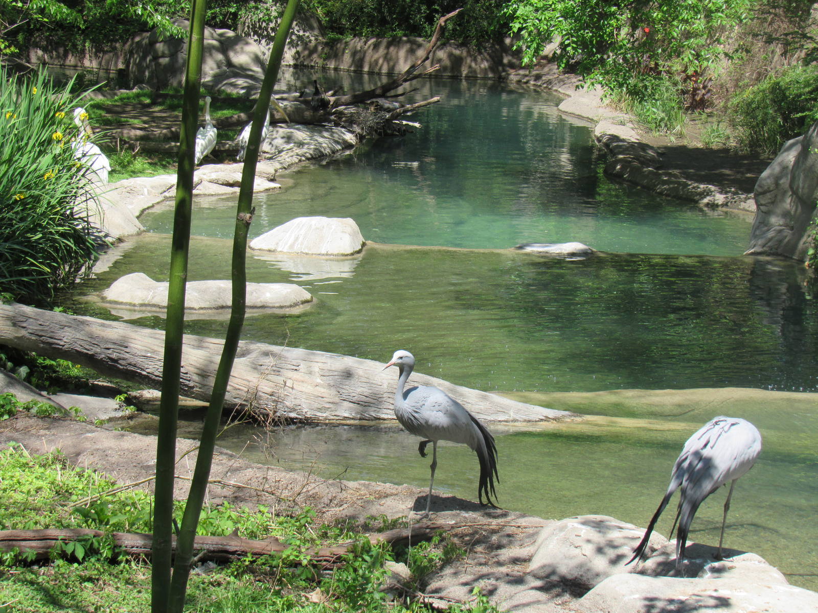 Great Rift Valley Habitat