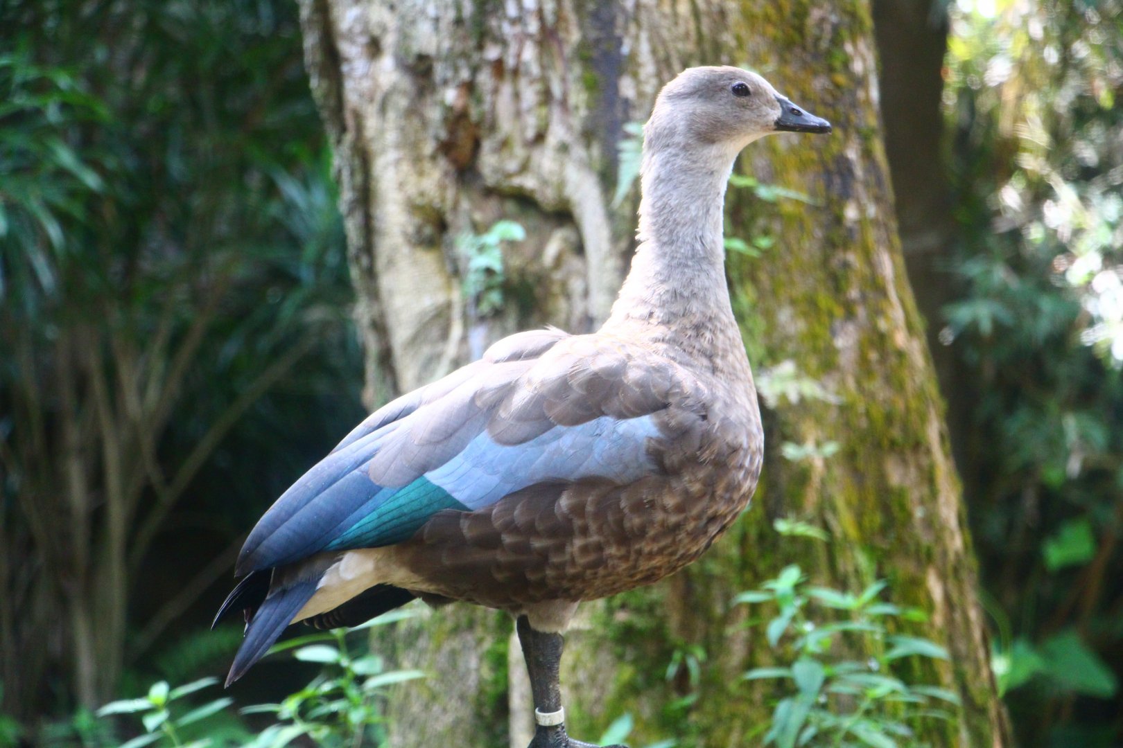 Great Rift Valley of Ethiopia - Blue-winged Goose