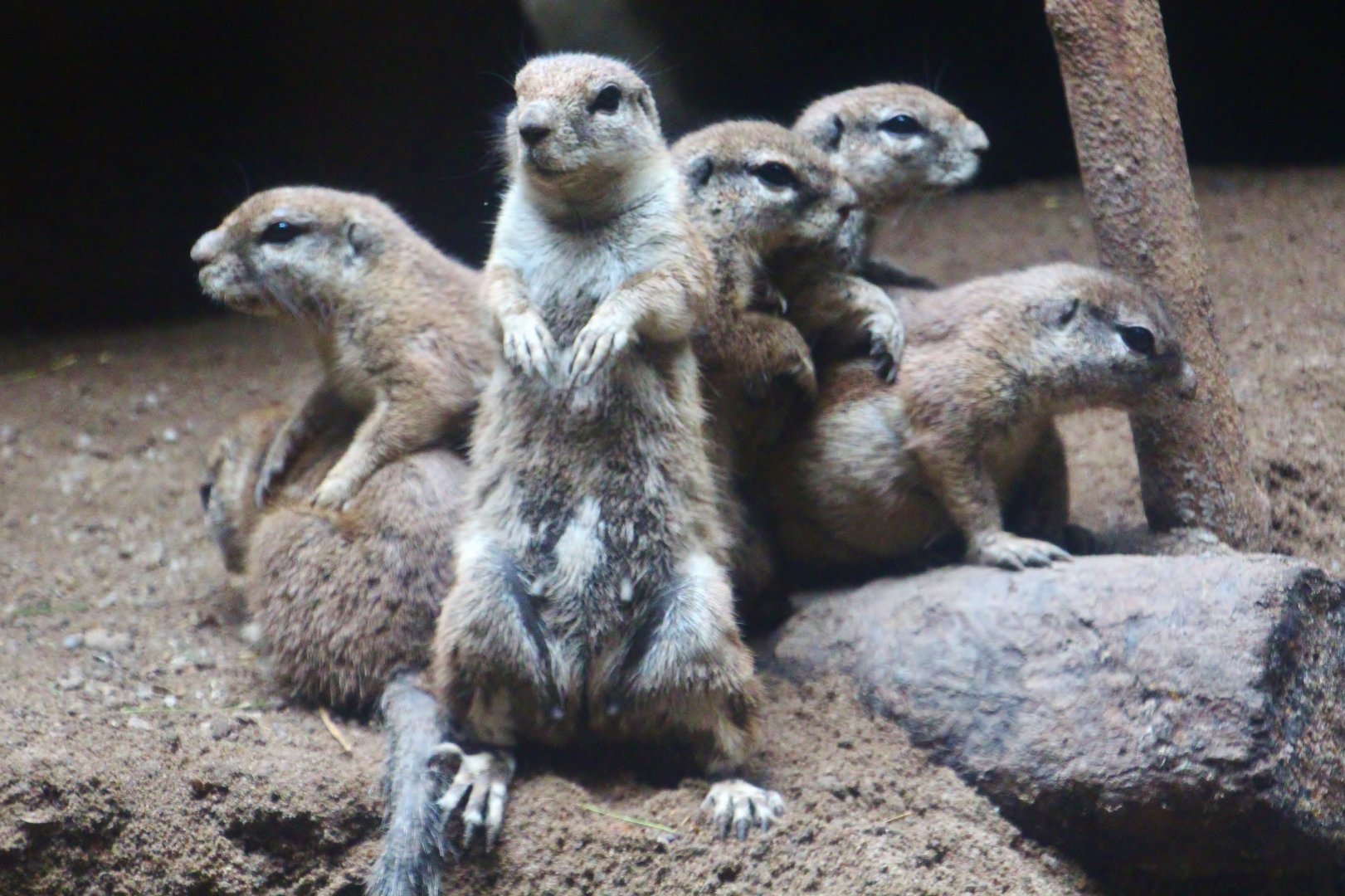 Great Rift Valley of Ethiopia - Cape Ground Squirrel (Xerus inauris)