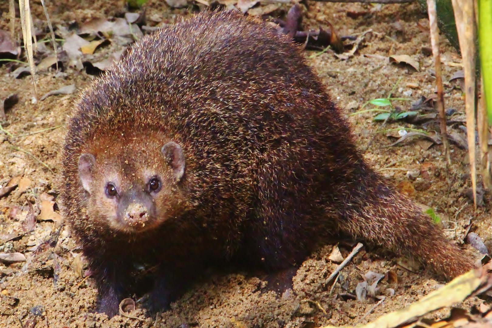 Great Rift Valley of Ethiopia - Cusimanse
