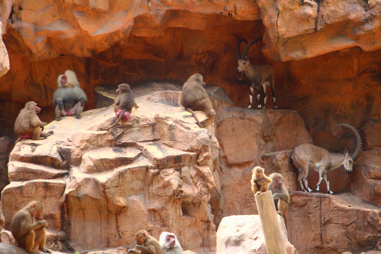 Great Rift Valley of Ethiopia - Hamadryas Baboon and Nubian Ibex