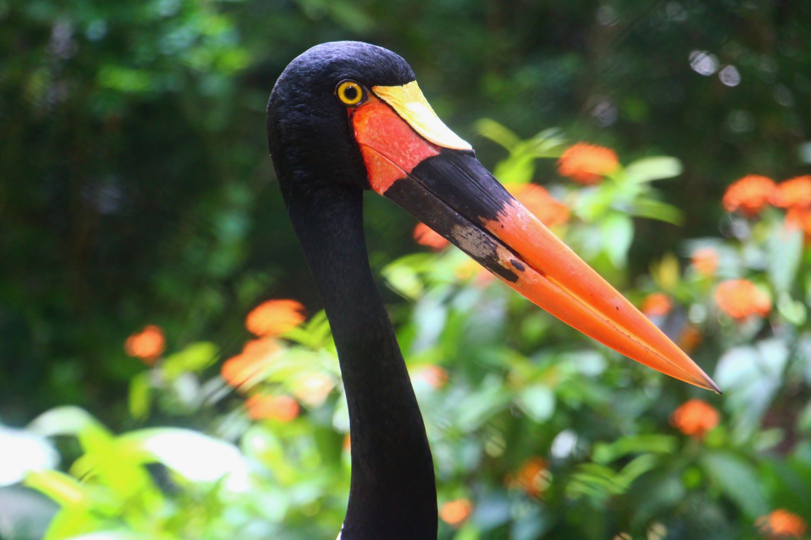 Great Rift Valley of Ethiopia - Saddle-billed Stork