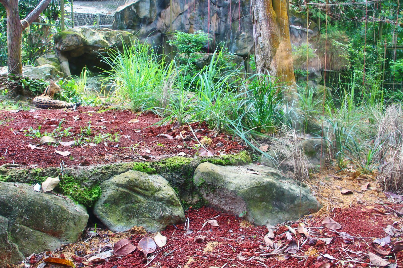 Great Rift Valley of Ethiopia - Serval