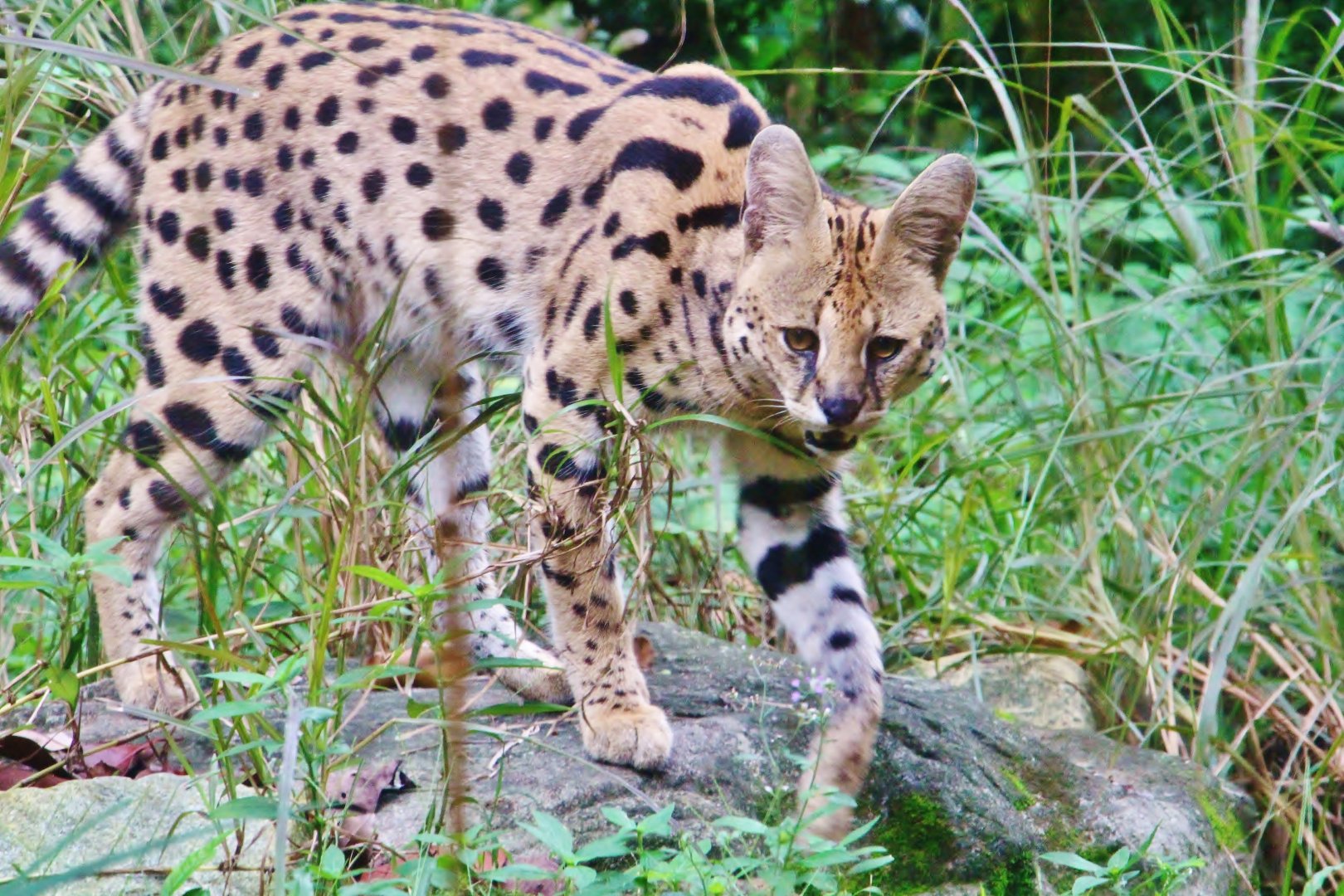 Great Rift Valley of Ethiopia - Serval