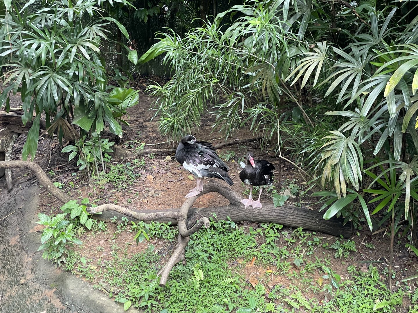 Great Rift Valley of Ethiopia - Spur-winged Goose (Plectropterus gambensis niger)