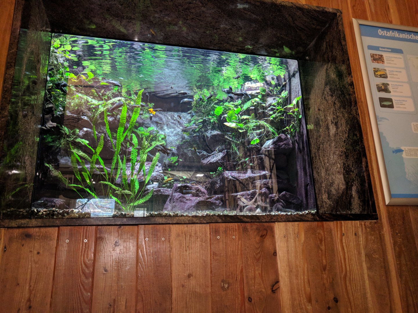 Great Rift Valley Tank