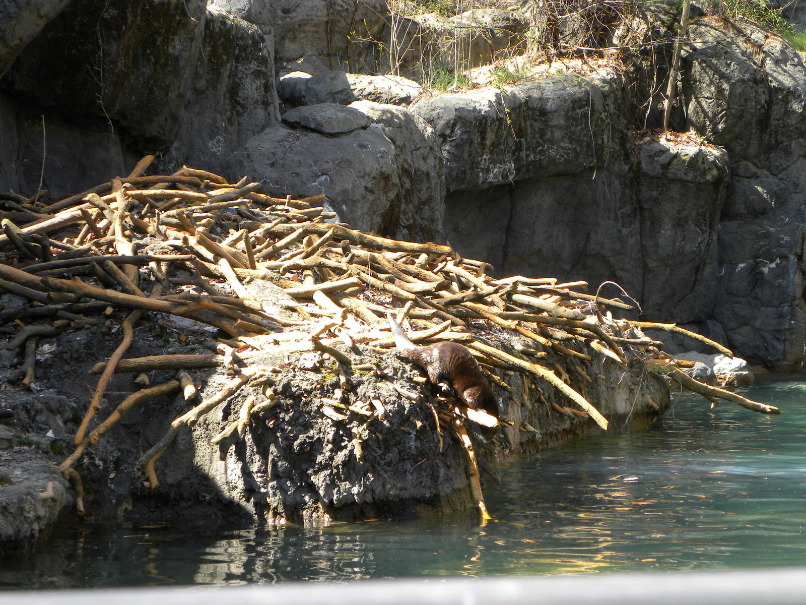 Great river otter exhibit