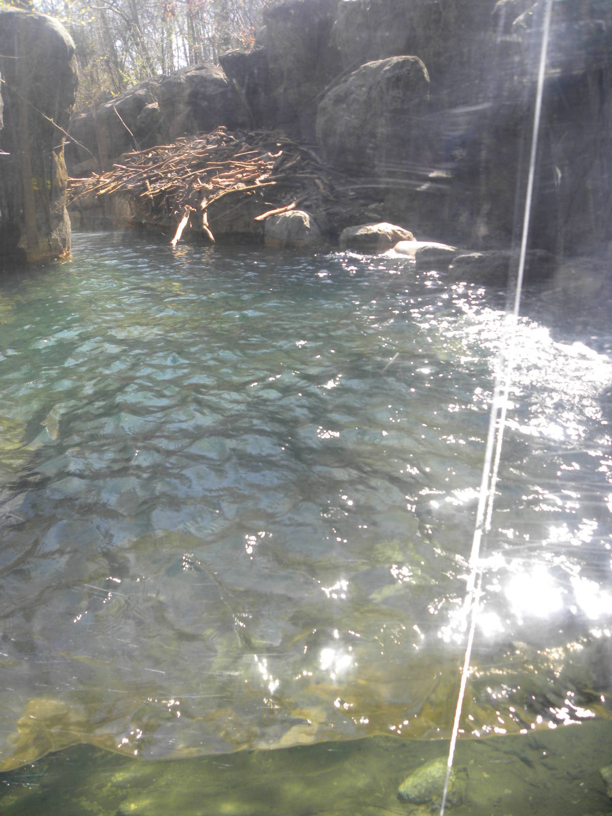 Great river otter exhibit