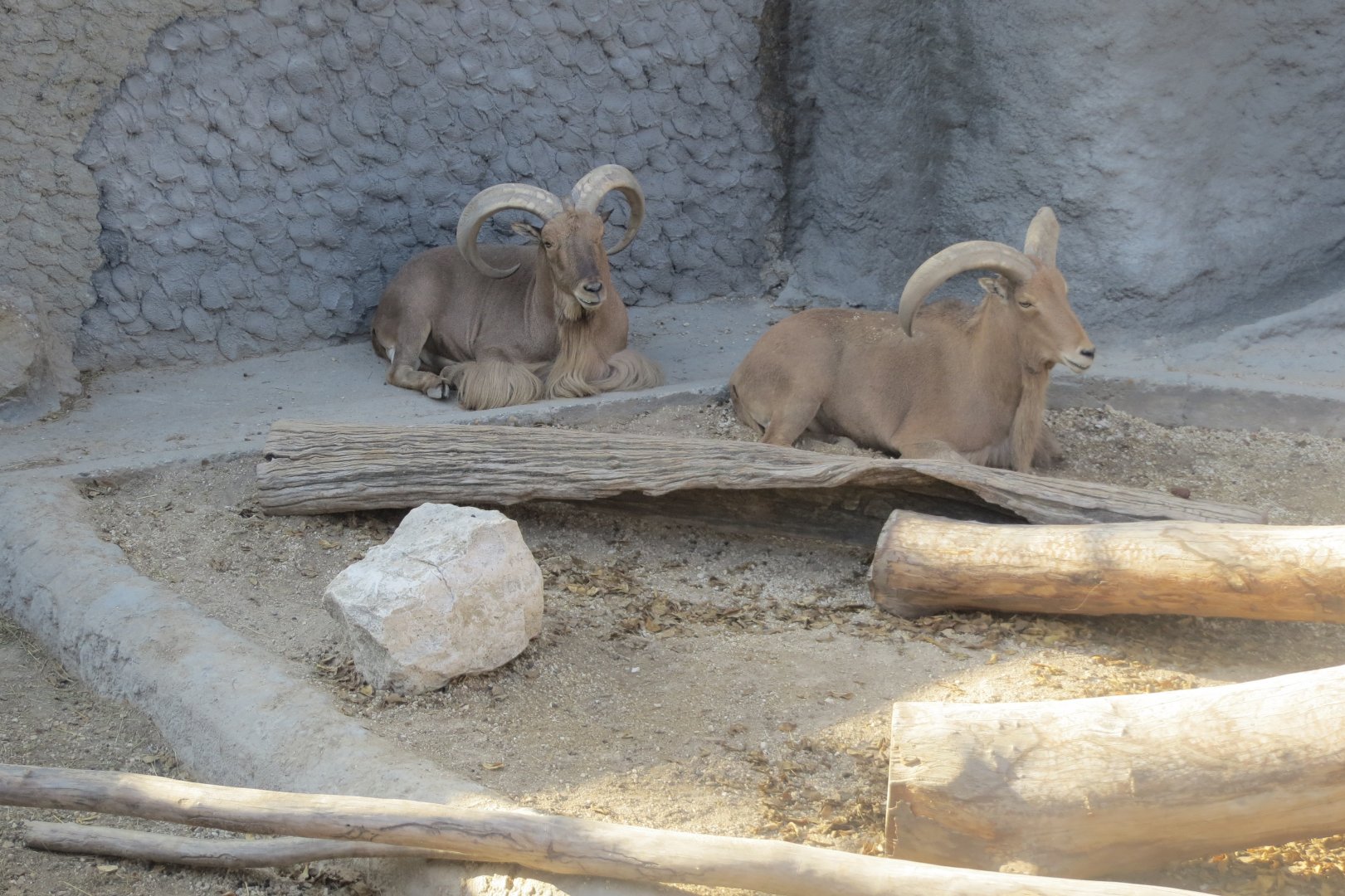 Great Rock - Barbary sheep 171018