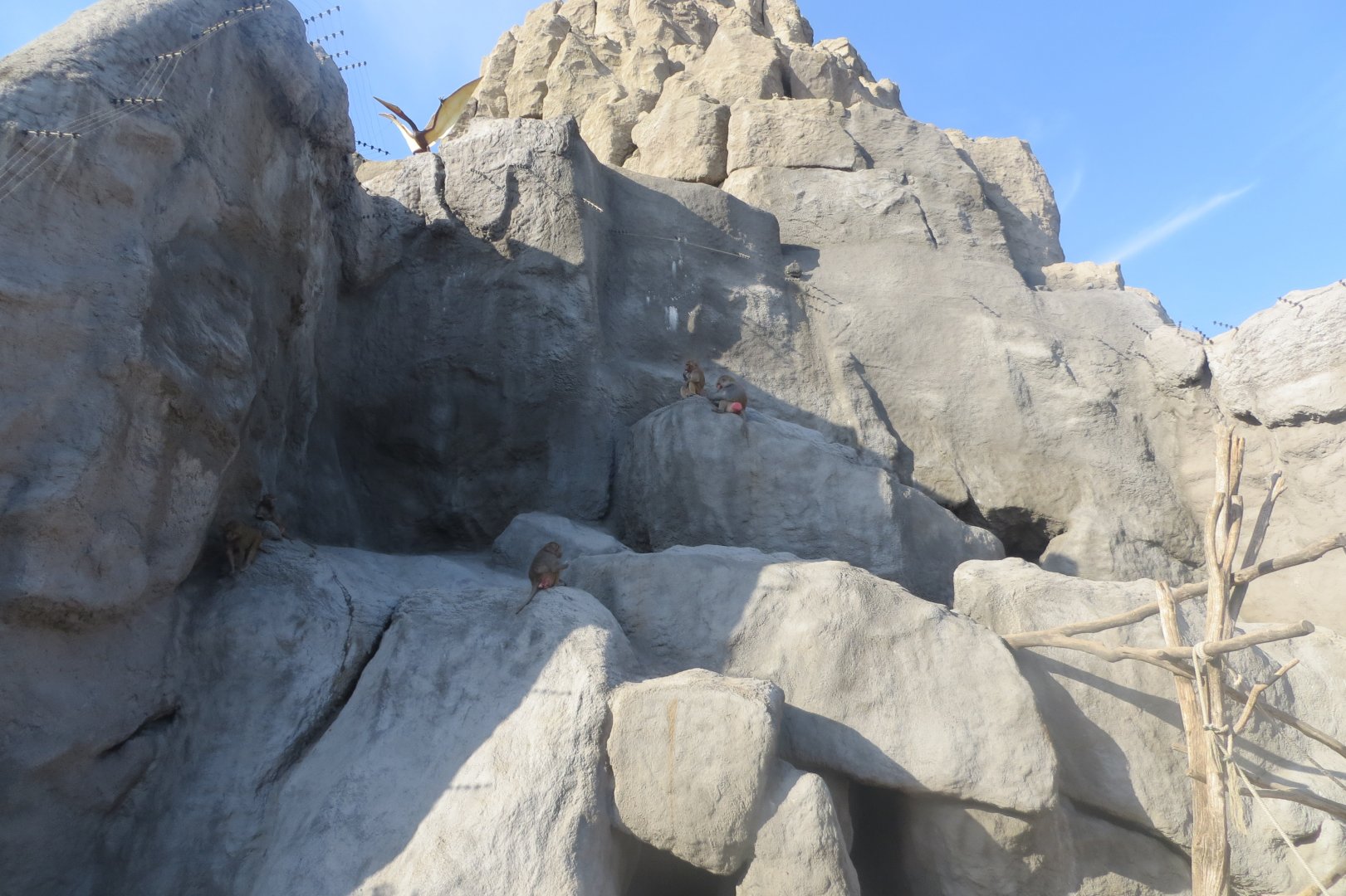 Great Rock - Hamadryas baboon and Barbary sheep enclosure 171018