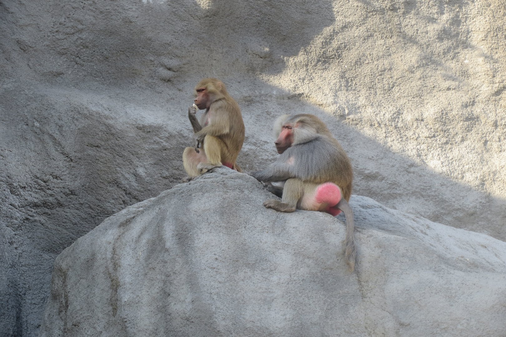 Great Rock - Hamadryas baboons 171018