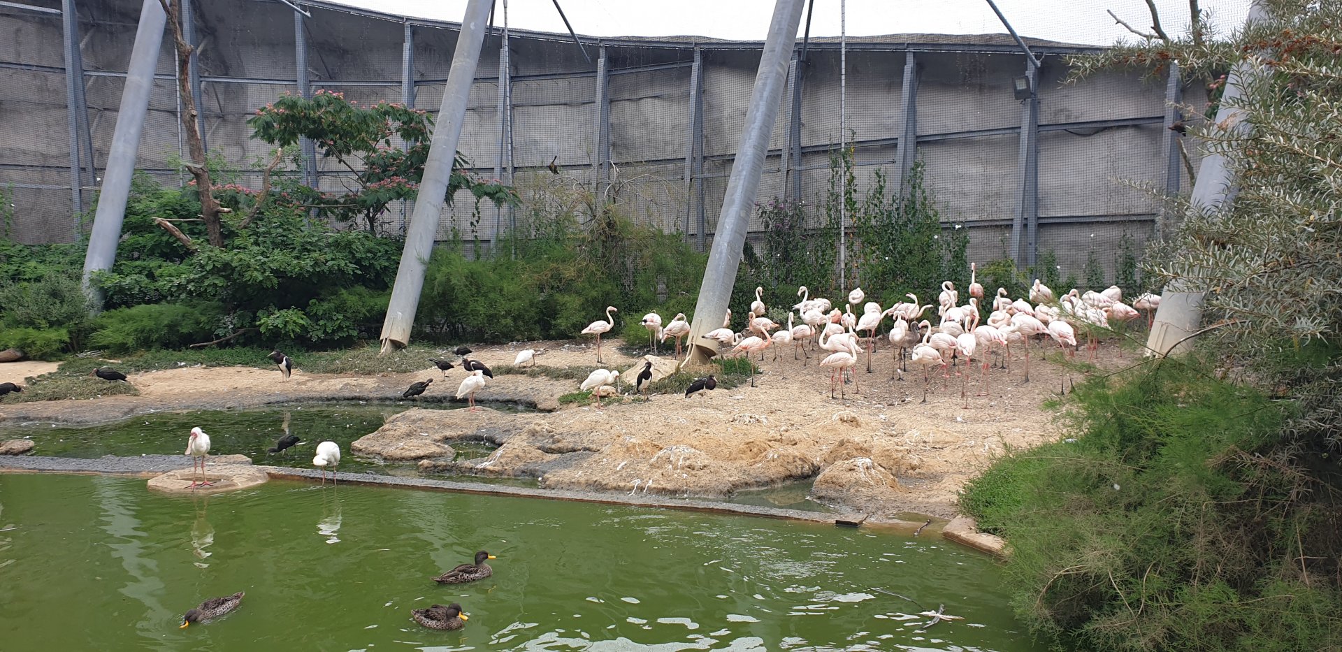 Great Rock Walkthrough Aviary