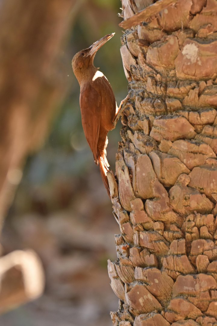 Great Rufous Woodcreeper (Xiphocolaptes major)