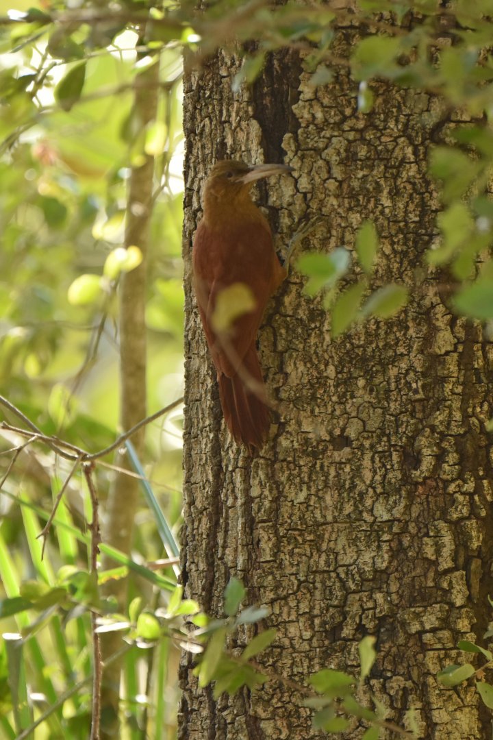 Great Rufous Woodcreeper (Xiphocolaptes major)