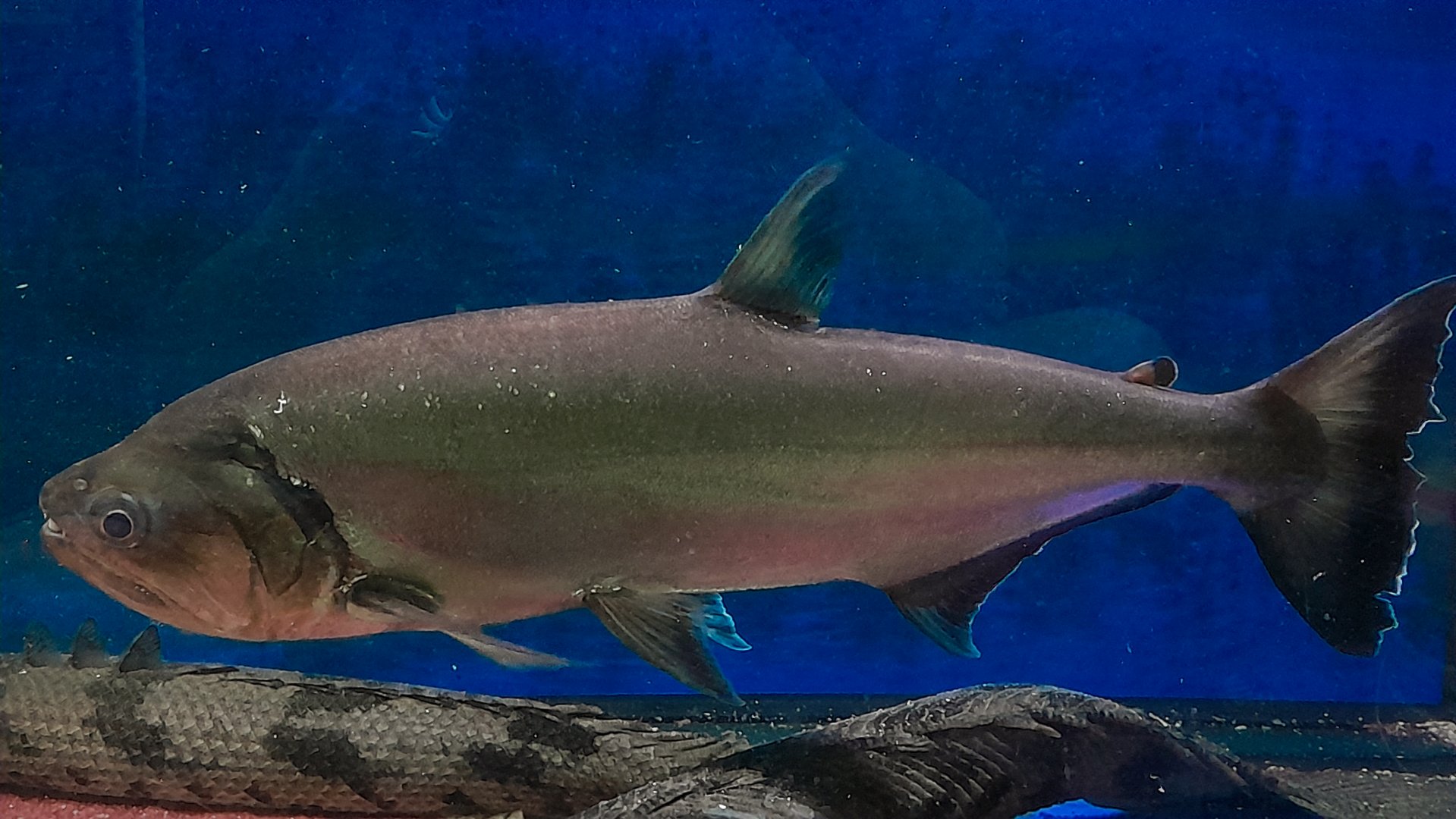 Great Sabertooth Tetra (Hydrolycus armatus)