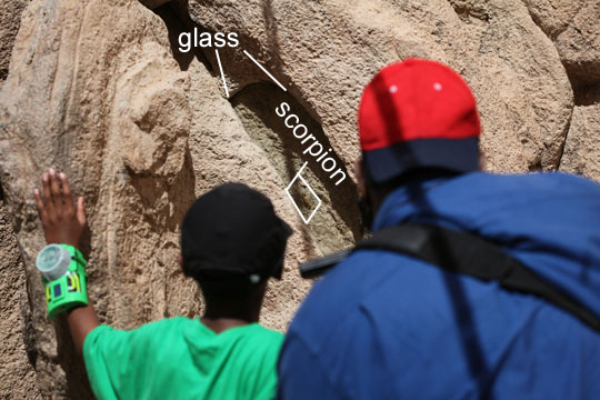 great scorpion exhibit