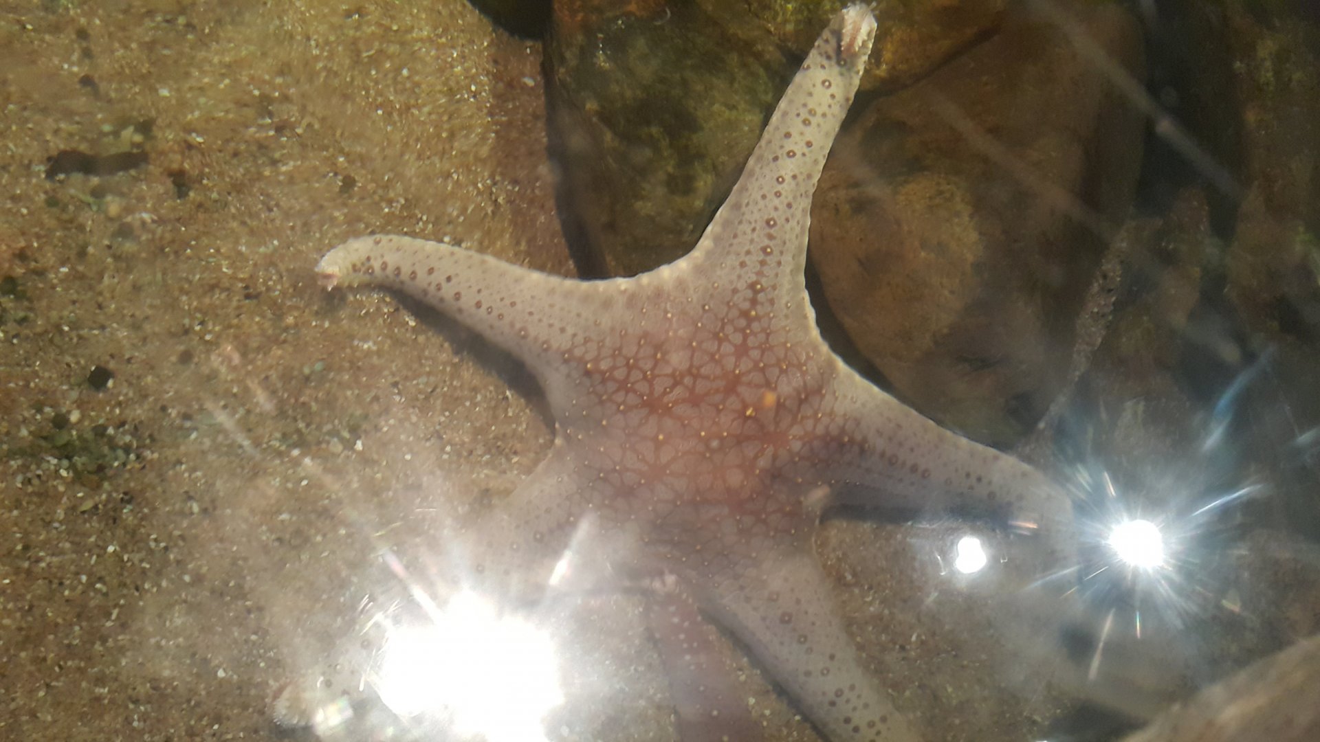 Great Sea Star