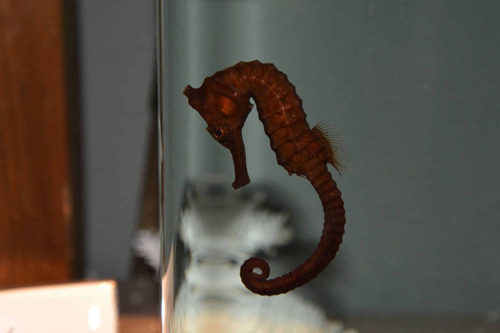 Great seahorse (Hippocampus kelloggi)