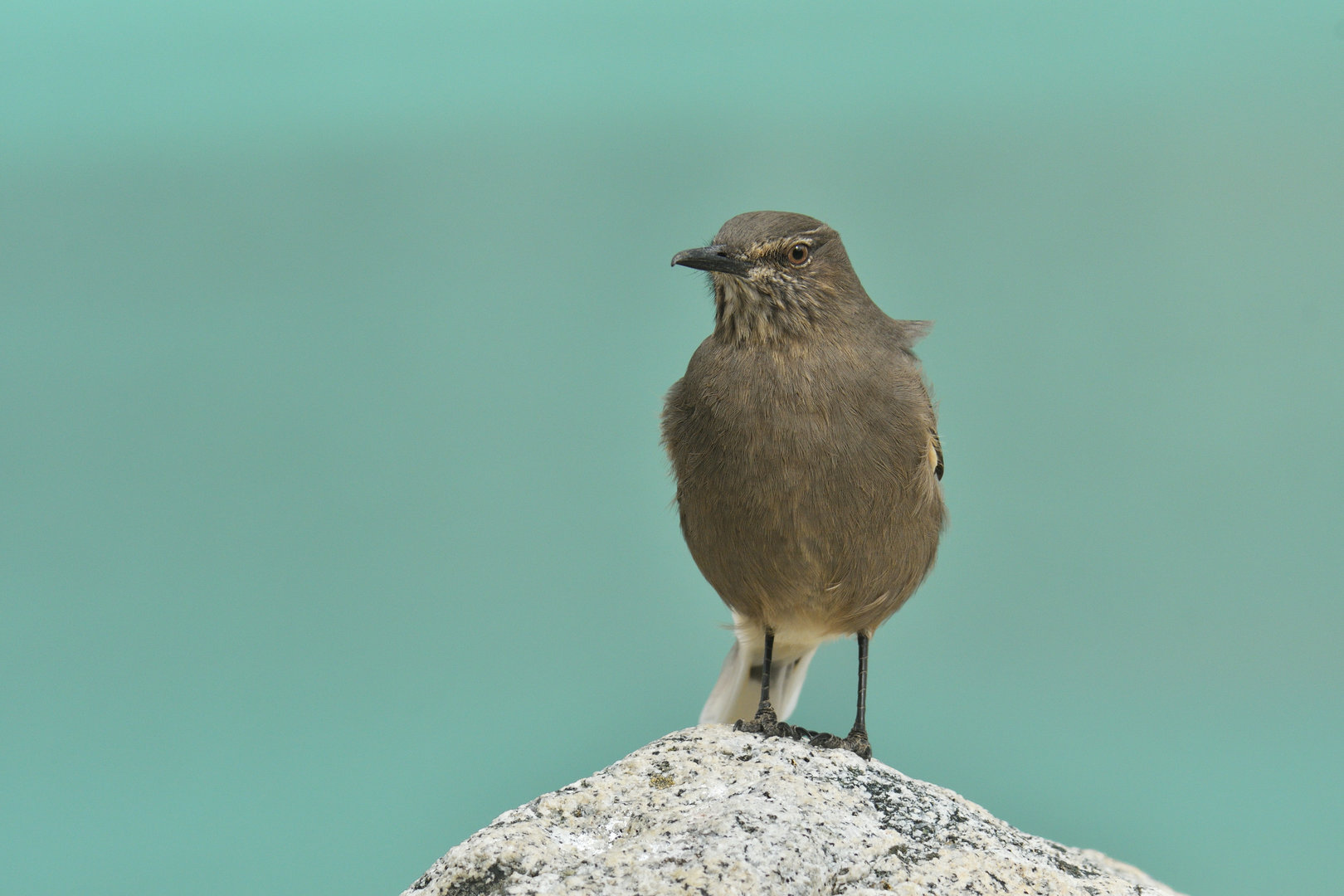 Great Shrike-Tyrant Agriornis lividus