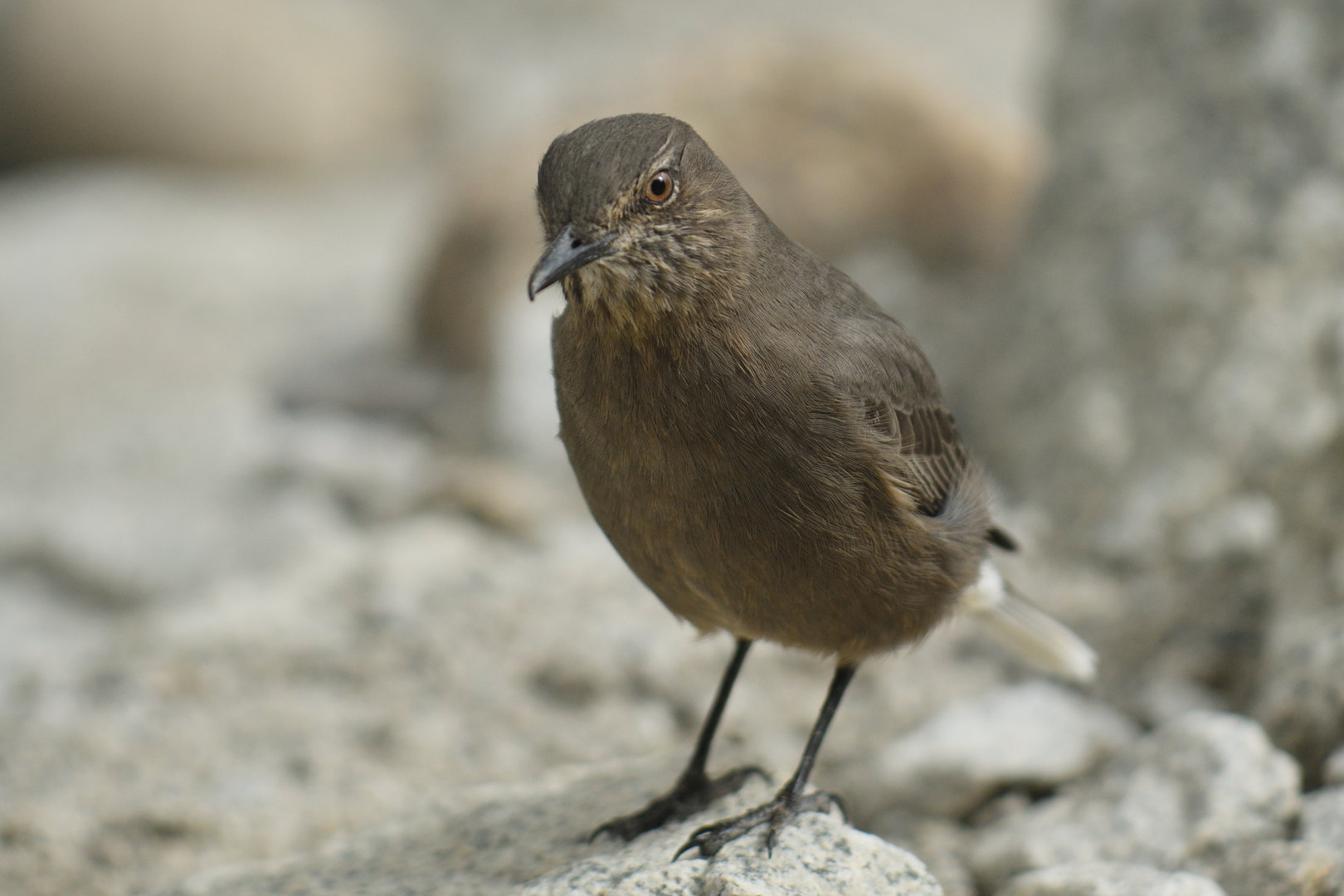 Great Shrike-Tyrant Agriornis lividus