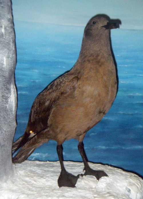 Great Skua (Catharacta skua) (taxidermy)