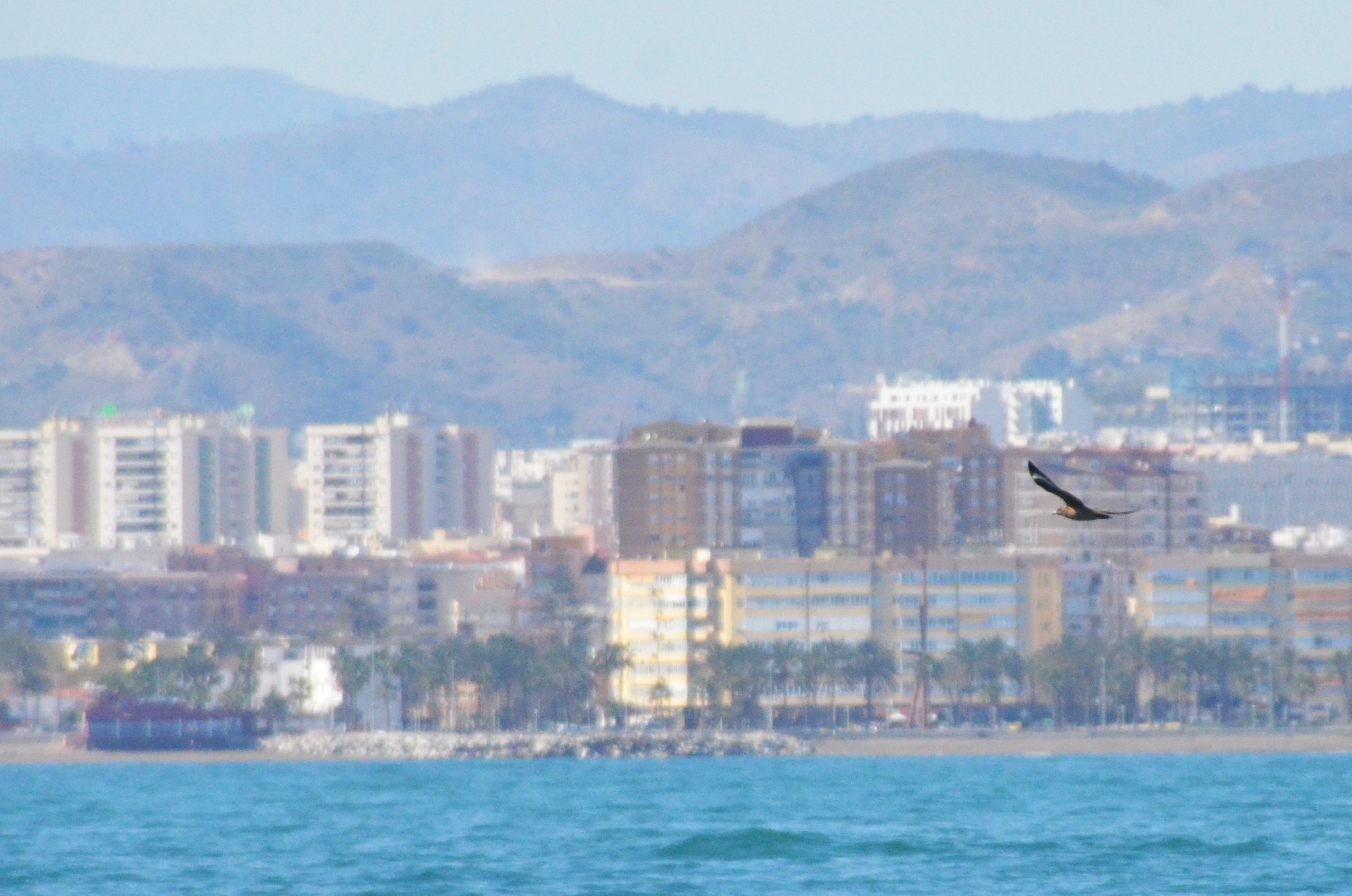 Great Skua off Malaga, 14/03/19