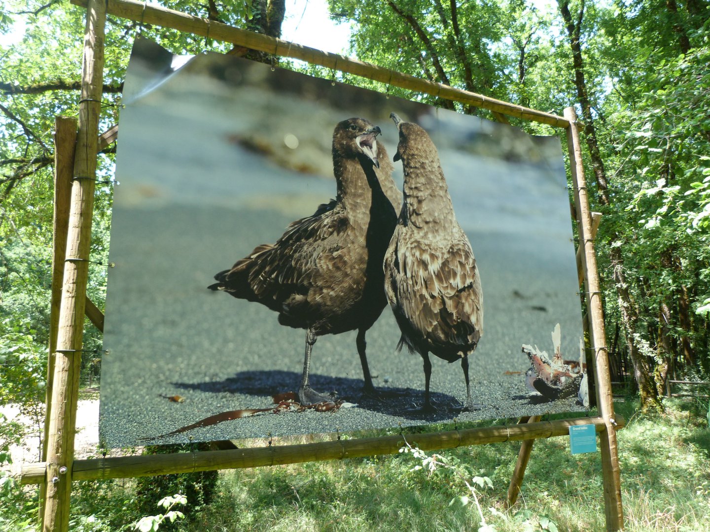 Great skua photograph -Zoodyssée (2025)